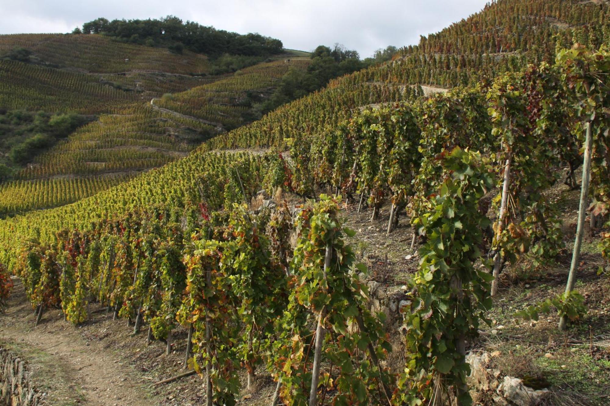 Hotel Le Domaine Des Vignes Ampuis Lyon Sud Vienne Eksteriør billede